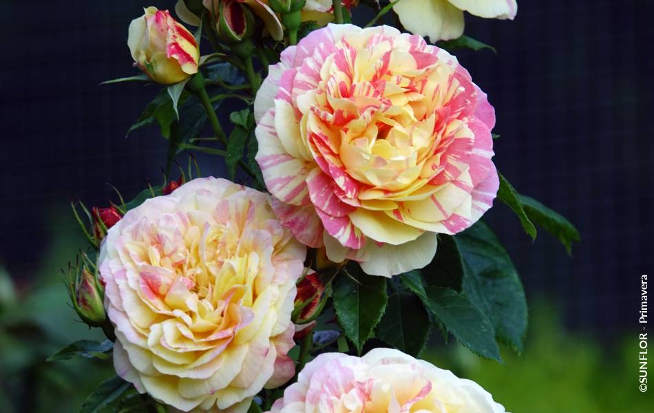 ©SUNFLOR - Primavera